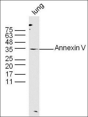 Western blot analysis of mouse lung tissue using Annexin V antibody.