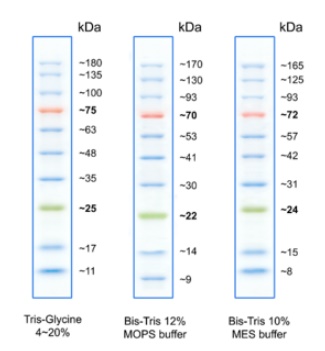 SDS-Page analysis of BlueRay Prestained Protein Marker.