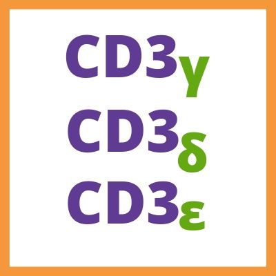 CD3