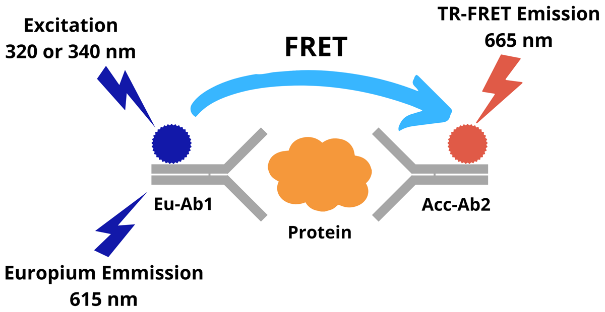 TR-FRET Assay Principle