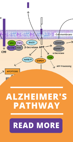 alzheimer's pathway