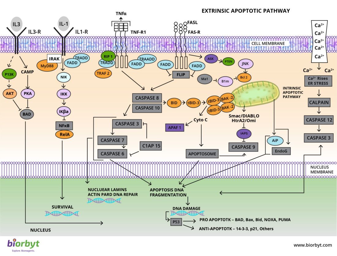 Apoptosis Pathway