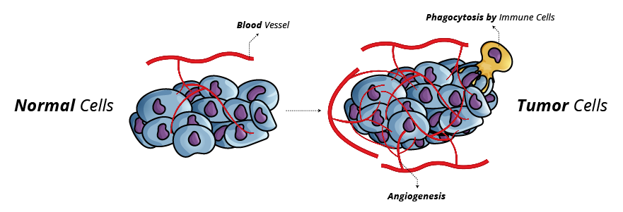 Cancer Cell Angiogenesis