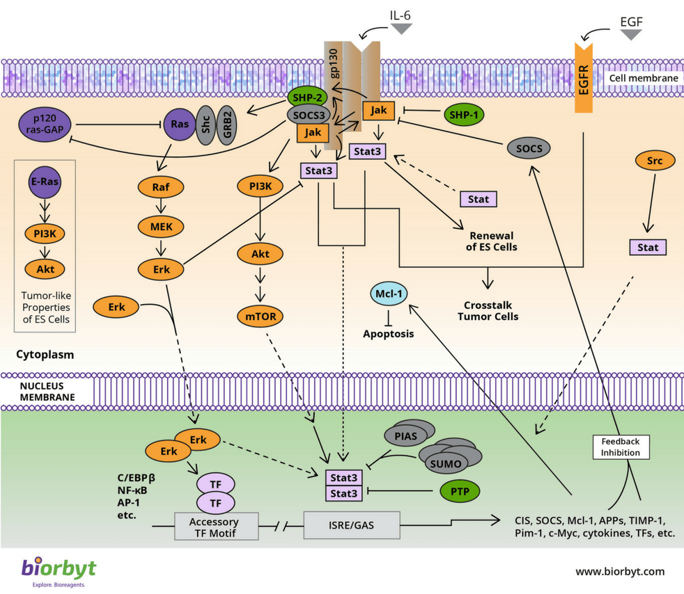 Jak/Stat Pathway