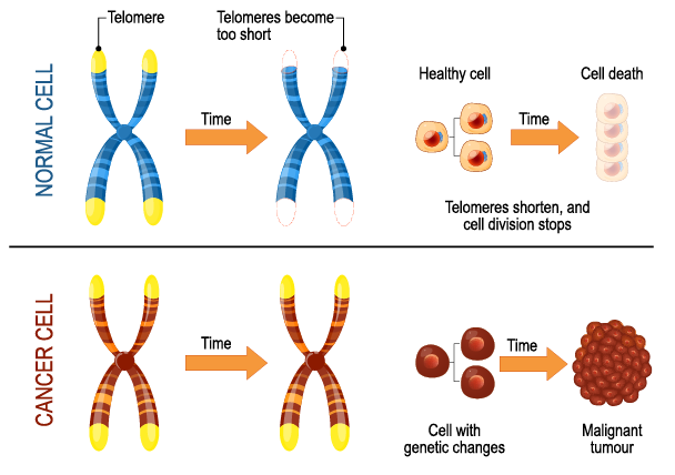 Telomeres and Cancer